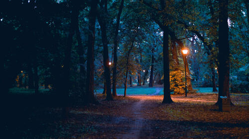 Lightly illuminated forest path 2